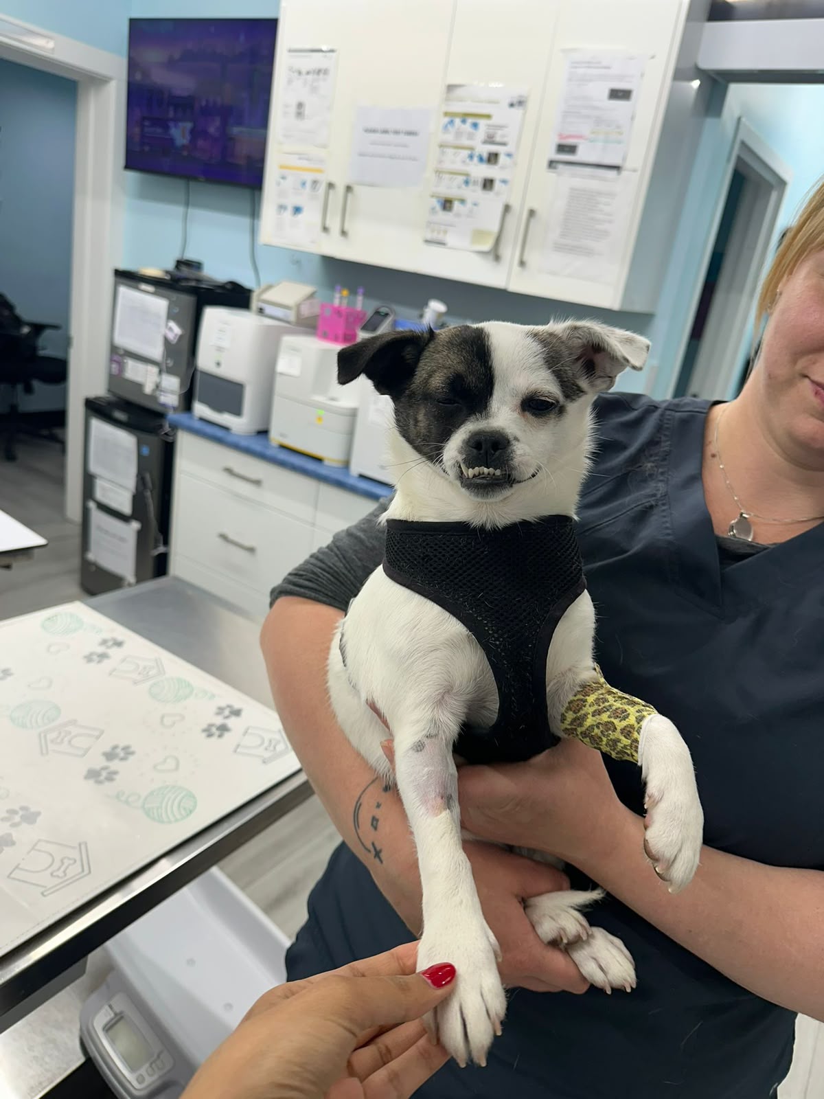 Team member holding a small black and white dog at Vic West Pet Hospital