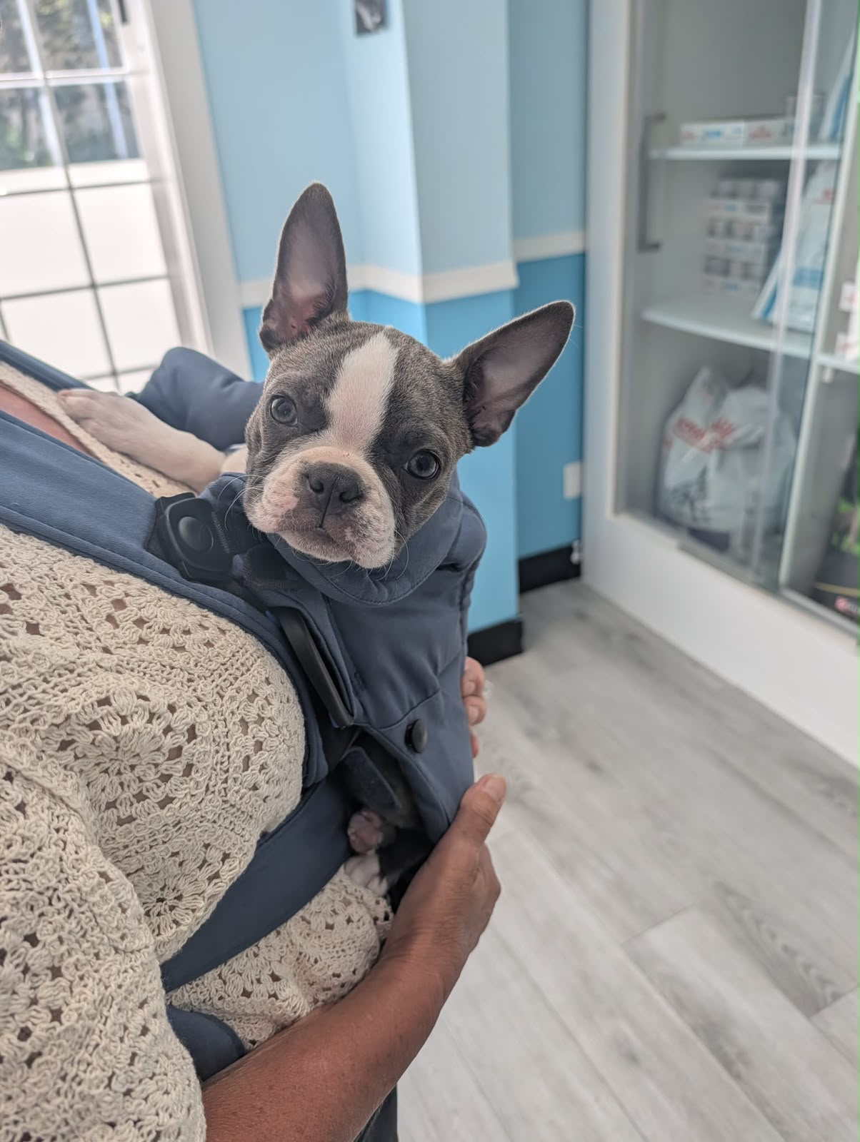 French bulldog in a carrier at Vic West Pet Hospital