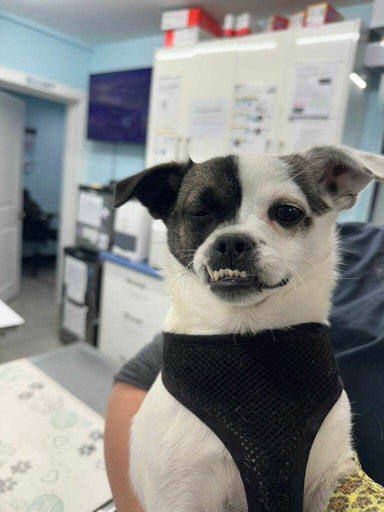 Black and white dog visiting Vic West Pet Hospital