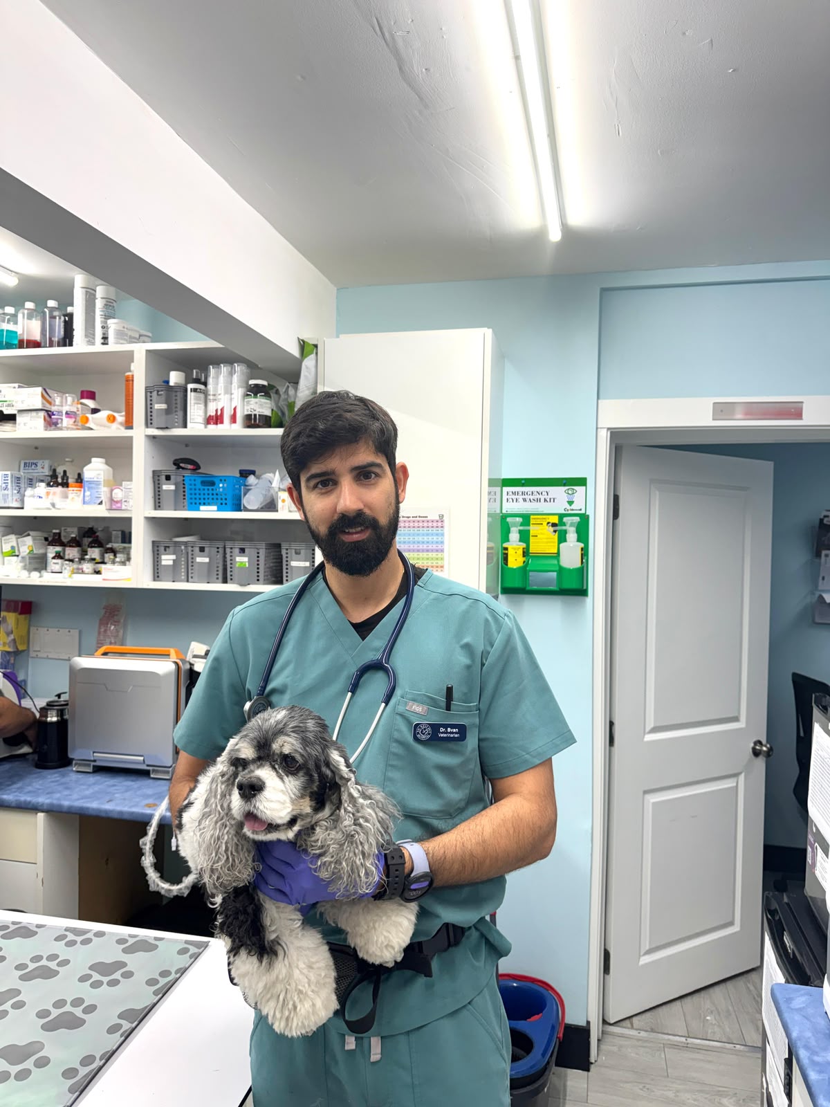 Veterinarian holding a spaniel in an exam room at Vic West Pet Hospital