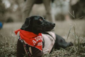 Black dog wearing an Adopt Me bandana resting in the grass
