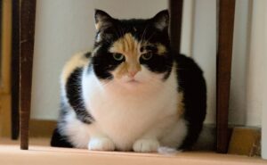 Calico cat sitting on the floor between chair legs