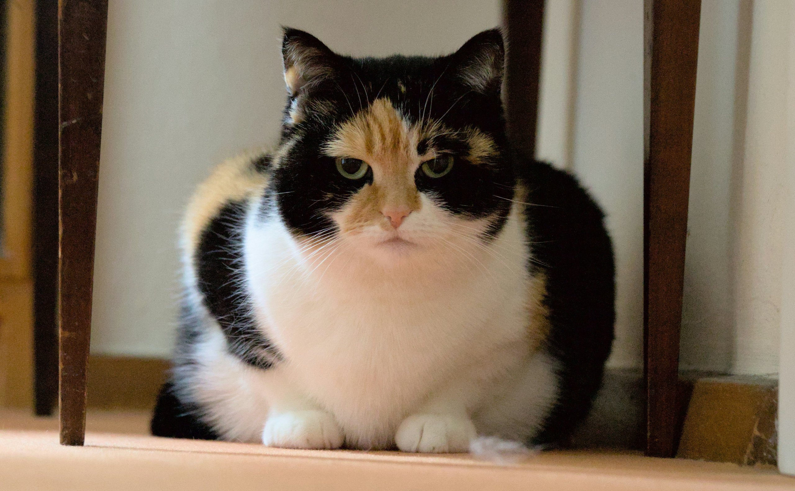 Calico cat sitting on the floor between chair legs
