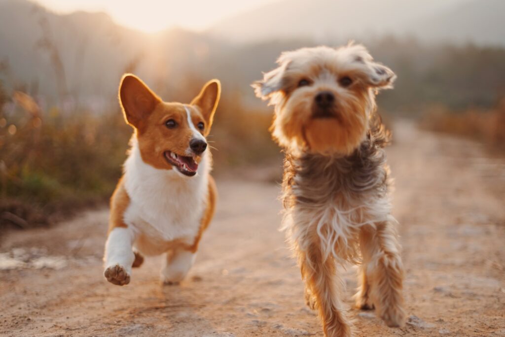 Corgi and terrier running together along a sunny dirt path