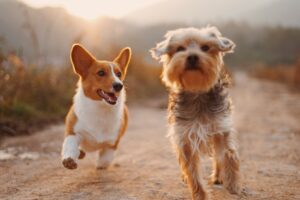 Corgi and terrier running together along a sunny dirt path