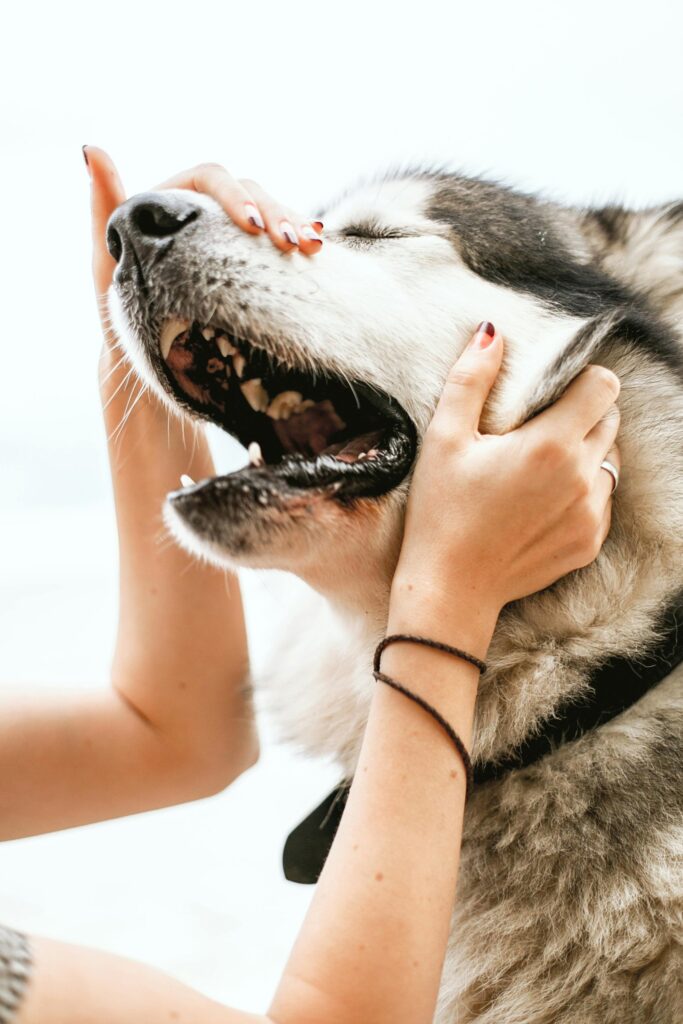 Close-up view of a dog’s clean teeth during a dental checkup in a veterinary clinic in Victoria BC