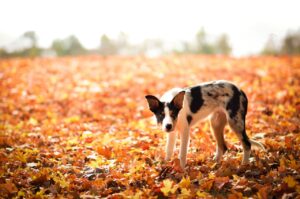 Dog walking through fallen autumn leaves