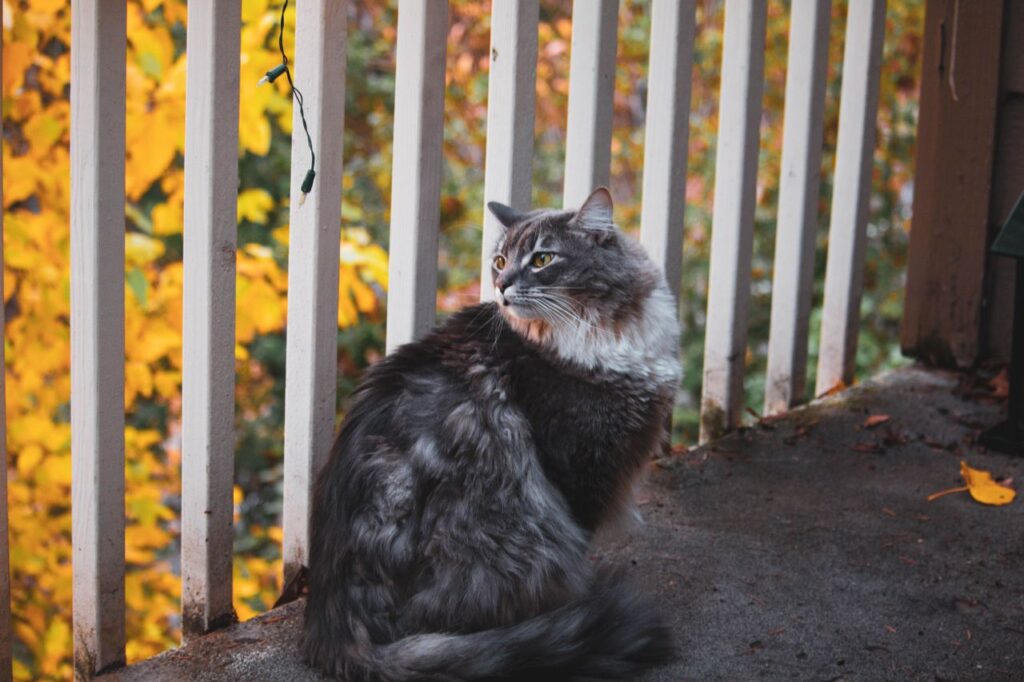 Grey long-haired cat sitting by a white railing among autumn leaves
