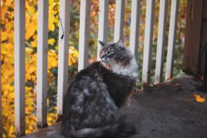 Grey long-haired cat sitting by a white railing among autumn leaves