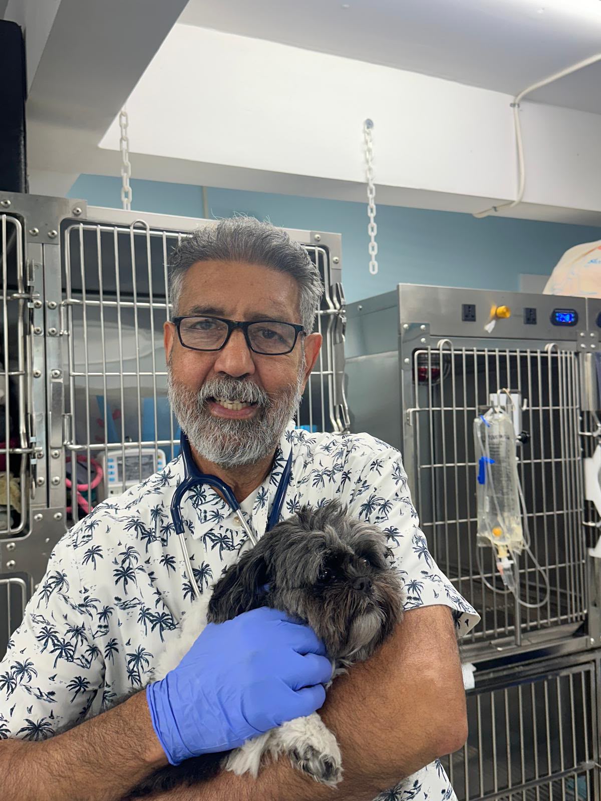 Veterinarian holding a small dog in the treatment area at Vic West Pet Hospital