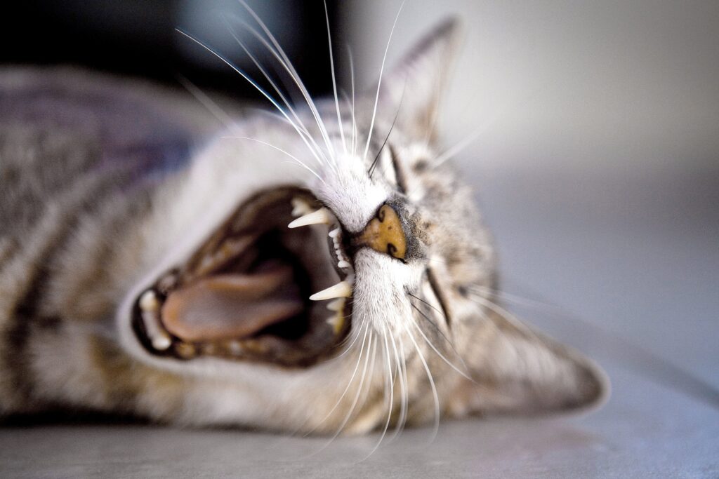 Close-up of a tabby cat yawning and showing its teeth