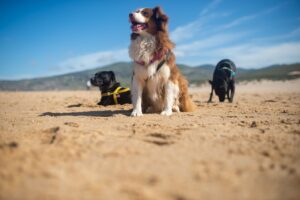 Three dogs on a sandy beach, one wearing a harness