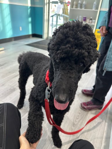 Black standard poodle on a lead inside Vic West Pet Hospital