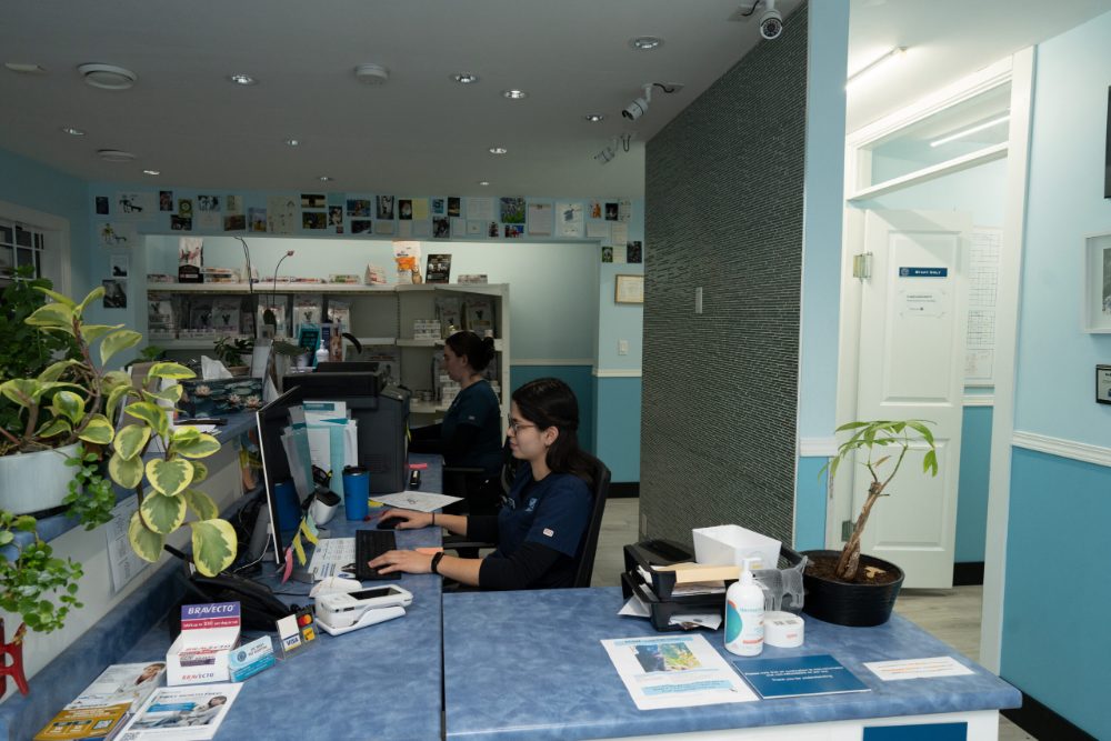 Reception team at work at Vic West Pet Hospital in Victoria BC